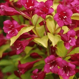 Вейгела гибридная Olympiade