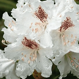 Рододендрон гибридный ПМА Тигерштэт