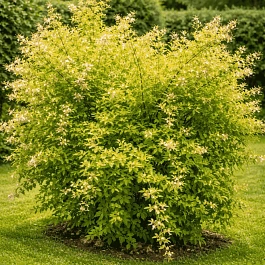 Стефанандра танаки