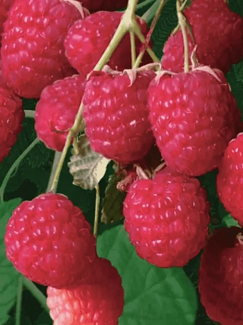 Малина Сказка