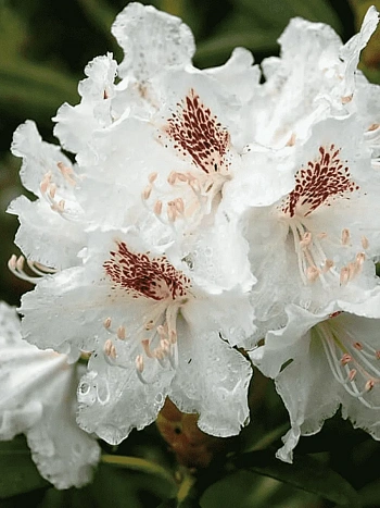 Рододендрон гибридный ПМА Тигерштэт