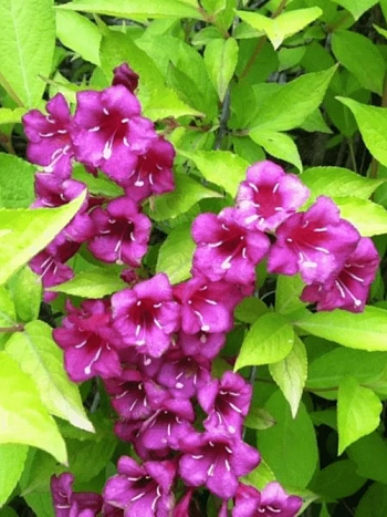 Вейгела гибридная Looymansii Aurea