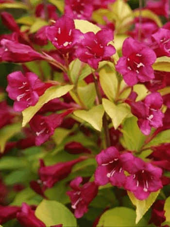 Вейгела гибридная Olympiade