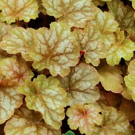 Гейхера Ginger Ale