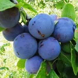 Слива Ренклод Советский