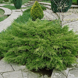 Можжевельник средний Пфитцериана Компакта Можжевельник средний Пфитцериана Компакта