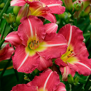 Лилейник гибридный Матрёшка