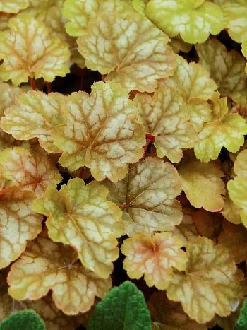 Гейхера Ginger Ale