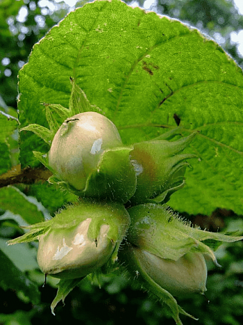 Фундук Nottingham Fruhe