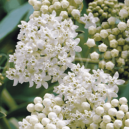 Ваточник мясо-красный Iсe Ballet