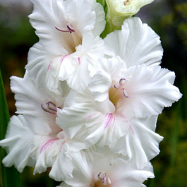 Гладиолус крупноцветковый Норма Джин