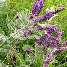 Аморфа седоватая