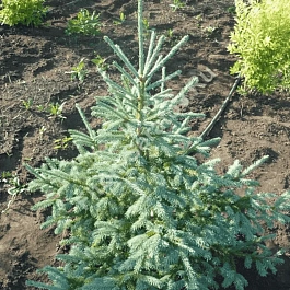 Ель лидзянская var. rubescens