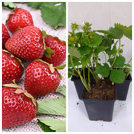 Земляника садовая Моллинг Центенери НАБОР 3ШТ Земляника садовая Моллинг Центенери НАБОР 3ШТ