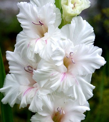 Гладиолус крупноцветковый Норма Джин