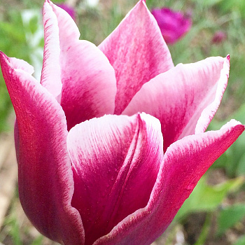 Тюльпан лилиецветный Клаудия