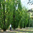 Бук лесной Dawyck 