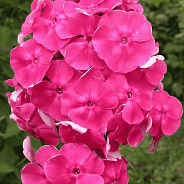 Флокс метельчатый Малина ранняя