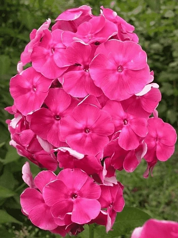 Флокс метельчатый Малина ранняя