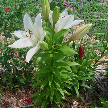 Лилия ЛА-Гибрид Брайт Даймонд НАБОР 2ШТ (2+2)