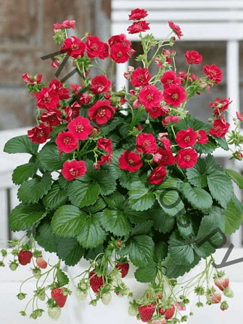 Земляника Summer Breeze Red
