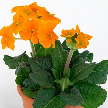 Примула (Первоцвет) высокая Inara Orange