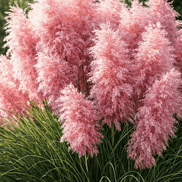 Кортадерия Cелло Rose Plume