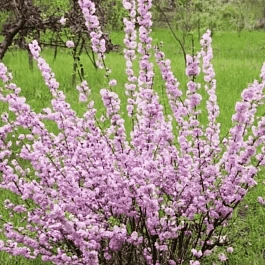 Миндаль трехлопастный