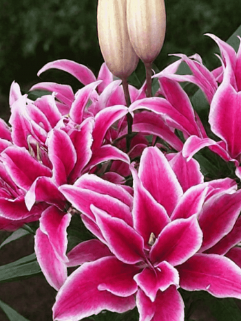 Лилия Roselily Thalissa