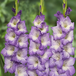 Гладиолус крупноцветковый Блу Сторм