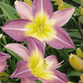 Лилейник Nile Crane