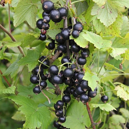 Смородина черная Изумрудное ожерелье