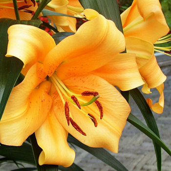 Лилия ОТ-гибрид Салтарелло НАБОР 2ШТ (2+2)