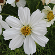 Космея Соната Вайт Космея Соната Вайт