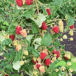 Малина ремонтантная Сказочный Конь