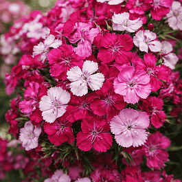 Гвоздика Dart Pink Magician