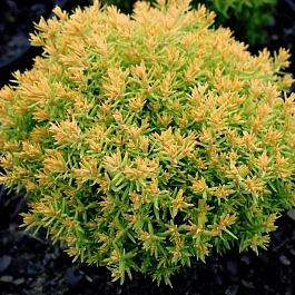 Туя западная Anniek