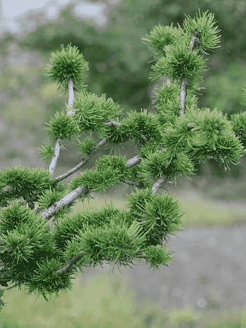 Лиственница европейская Krejci