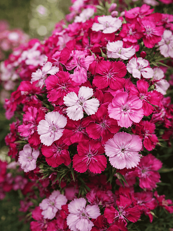 Гвоздика Dart Pink Magician