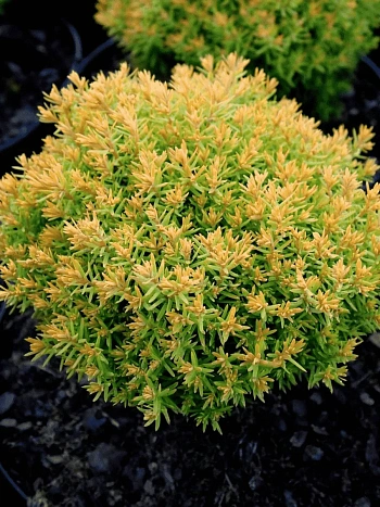 Туя западная Anniek