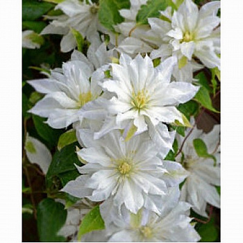 Клематис крупноцветковый Фёст Лав