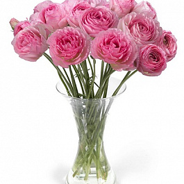 Лютик гибридный Романс Вальер