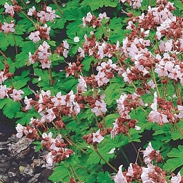 Герань крупнокорневищная Ingwersens Var