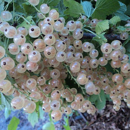 Смородина белая Баяна