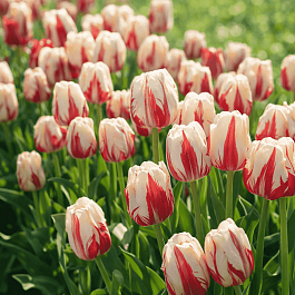 Тюльпан World Expression