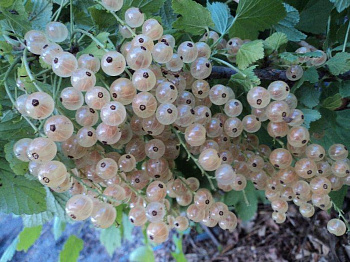 Смородина белая Баяна