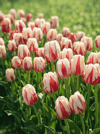 Тюльпан World Expression