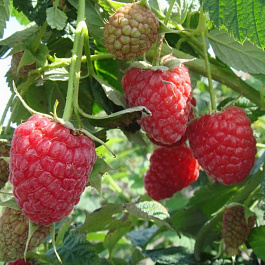 Малина традиционная Колокольчик