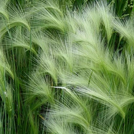 Ячмень гривастый