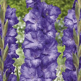Гладиолус крупноцветковый Мав Мьюз
